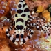 shrimp_coleman_bhr_tam_h_0331_bal6191.jpg